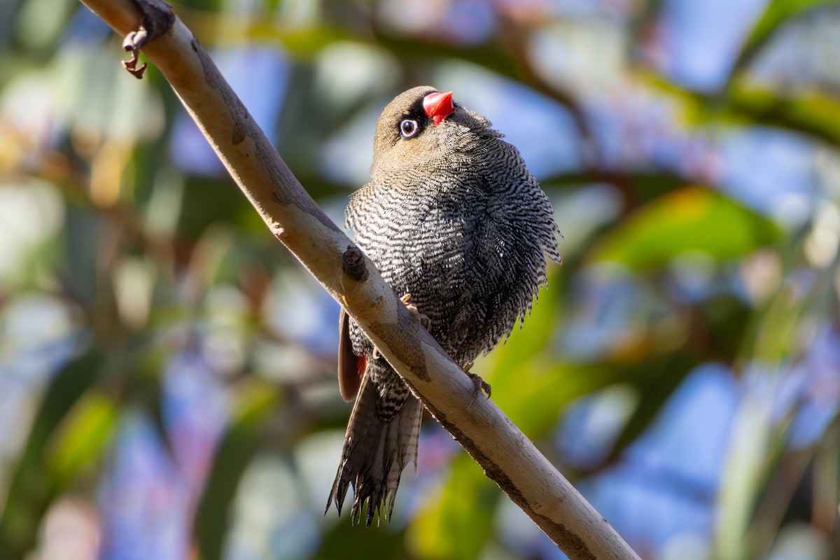 Beautiful Firetail - ML640274170