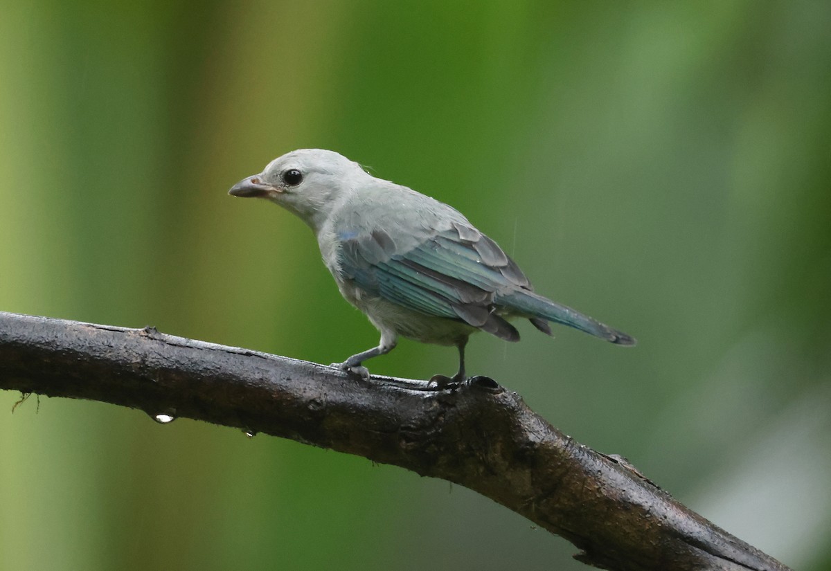 Blue-gray Tanager - ML640274272