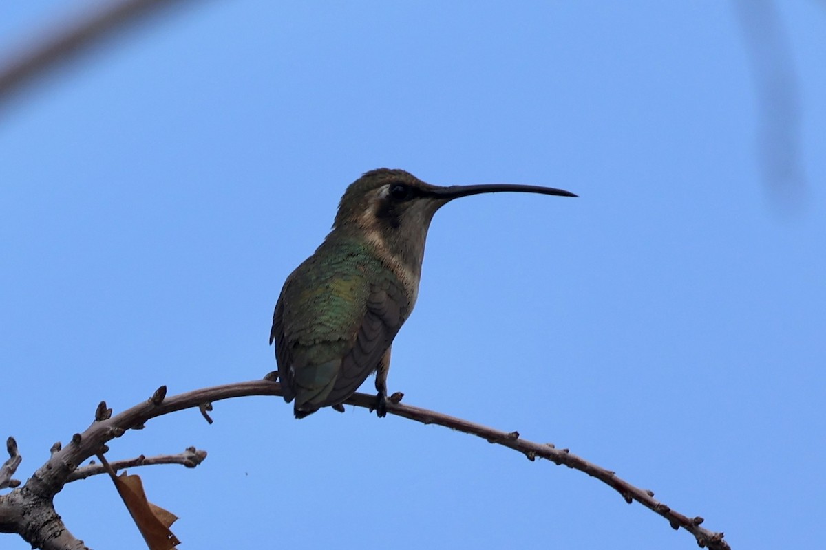 Işıldayan Kolibri - ML640274292