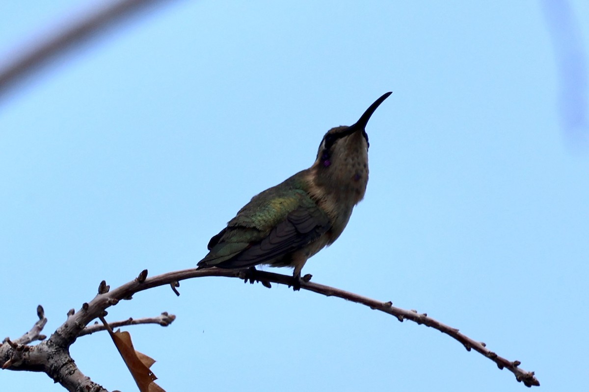 Işıldayan Kolibri - ML640274294