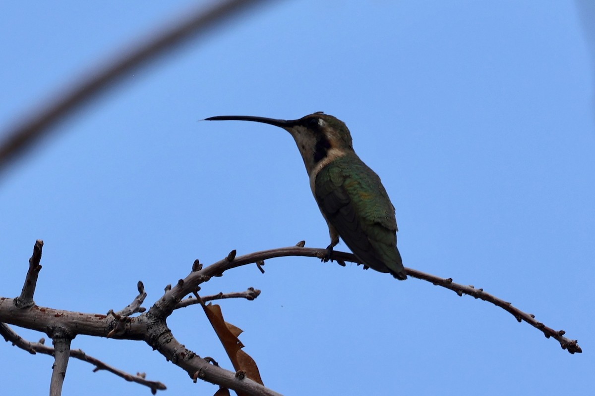Işıldayan Kolibri - ML640274296