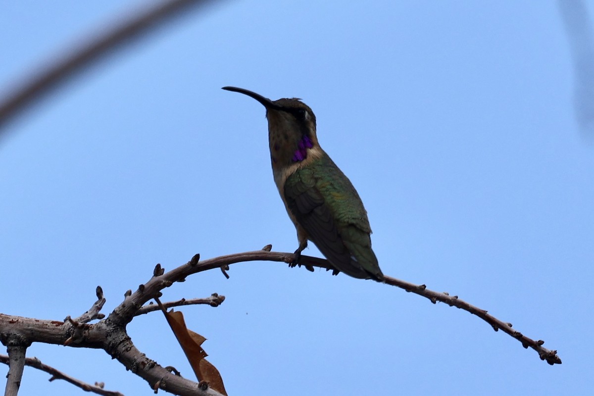 Işıldayan Kolibri - ML640274297
