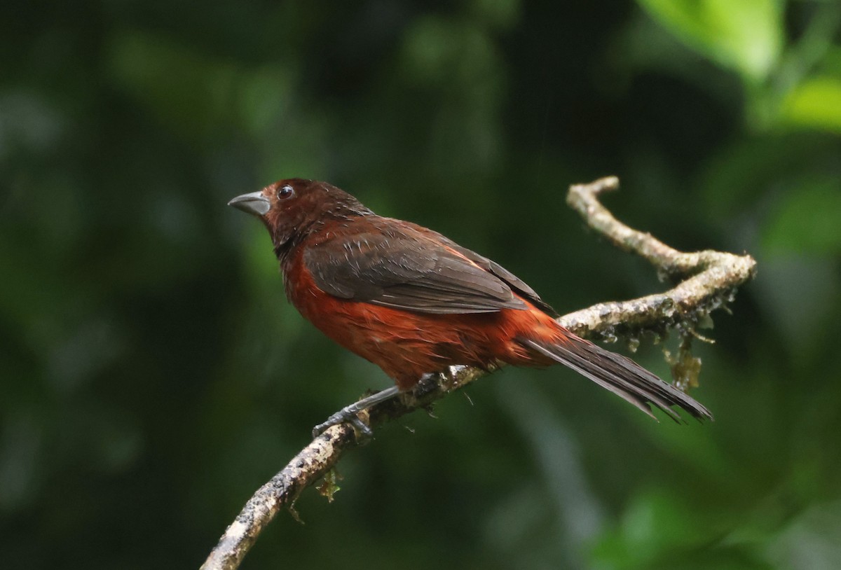Crimson-backed Tanager - ML640274333