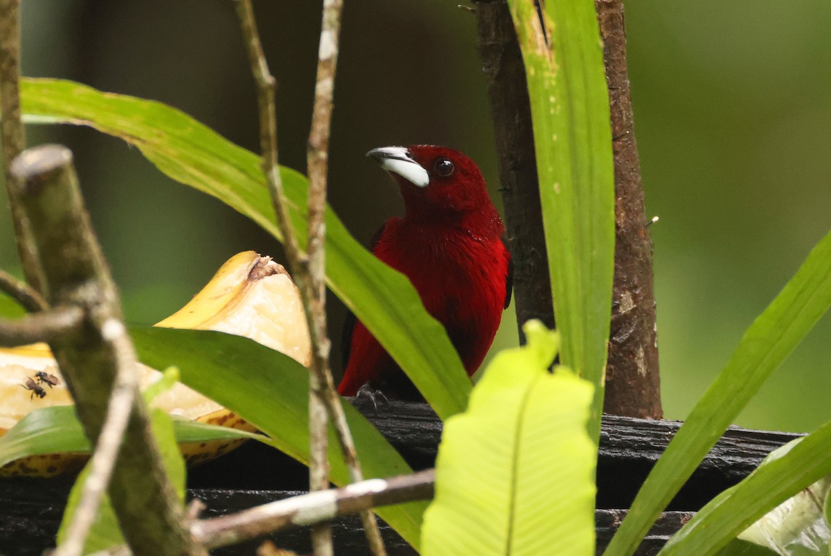 Crimson-backed Tanager - ML640274334
