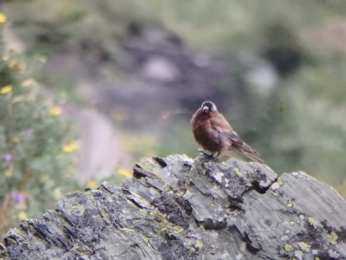 Gray-crowned Rosy-Finch - ML640274467