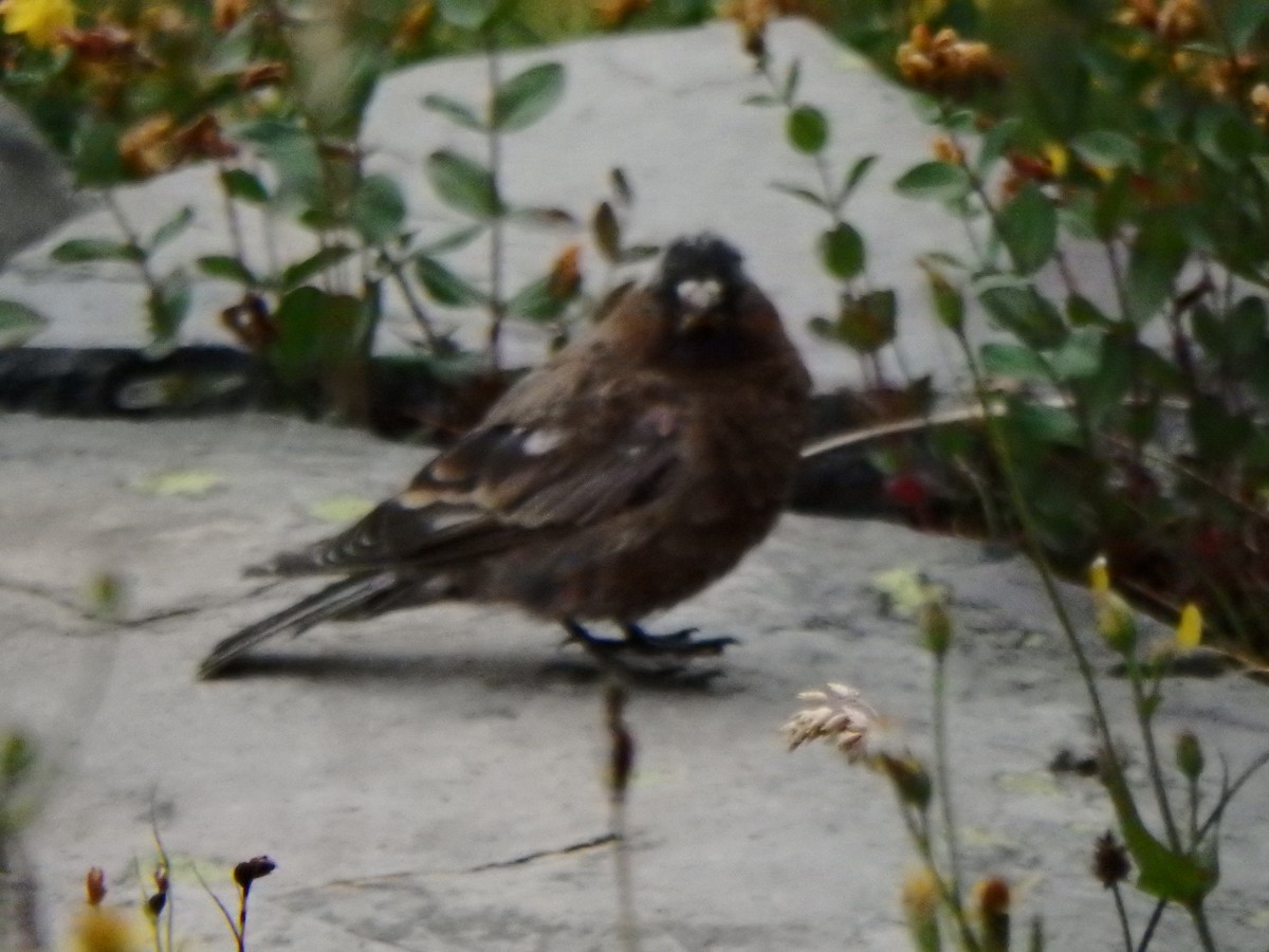Gray-crowned Rosy-Finch - ML640274468
