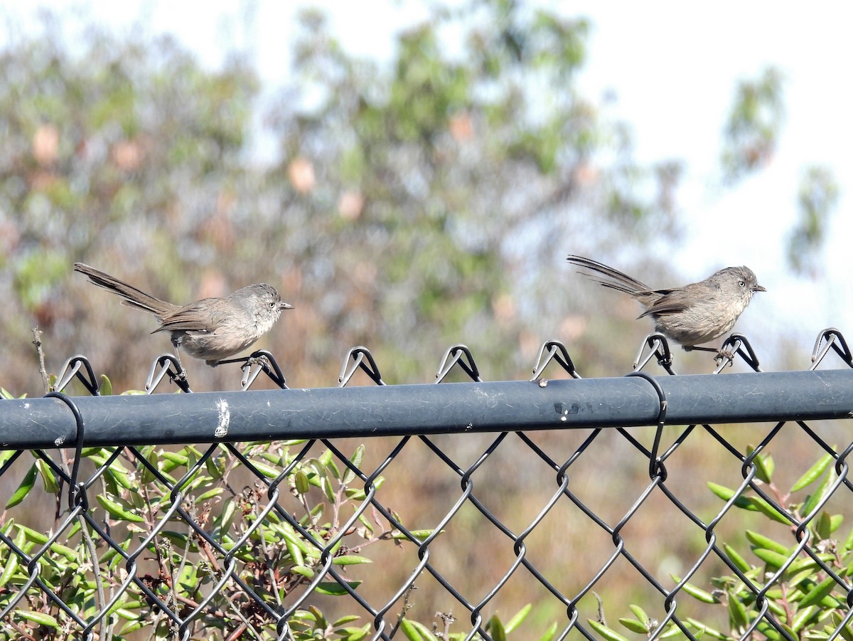 Wrentit - ML640274499