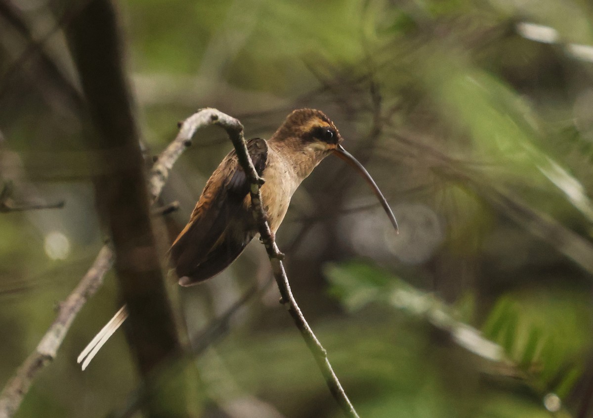 Long-billed Hermit - ML640274502