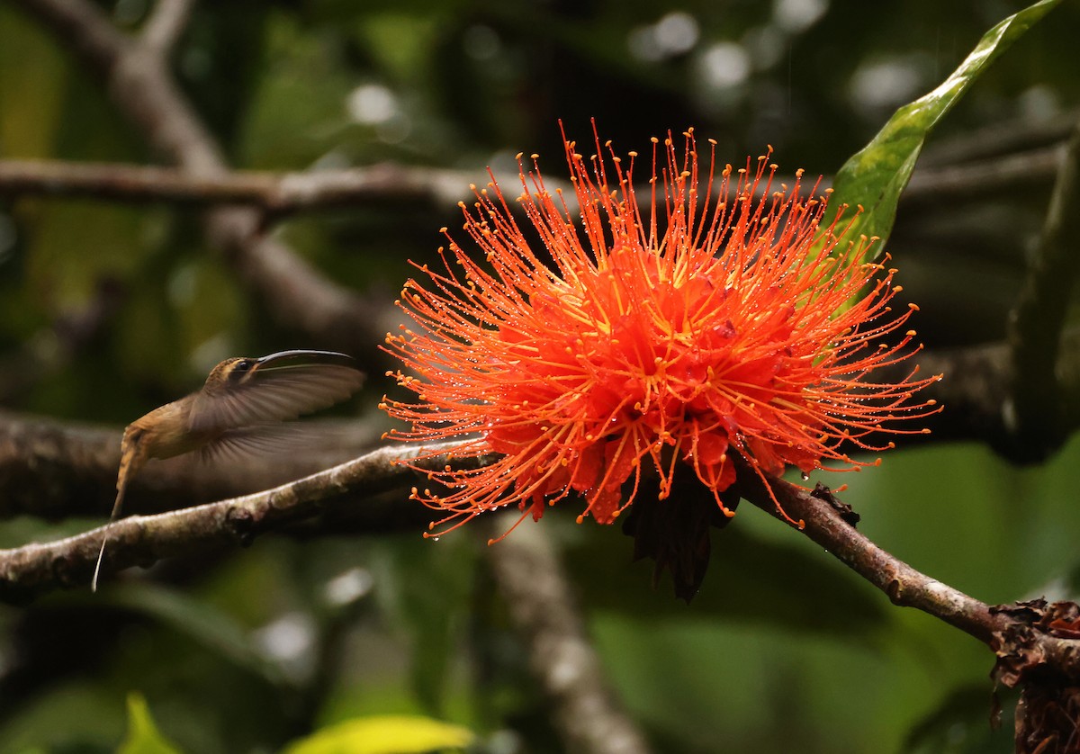 Long-billed Hermit - ML640274504