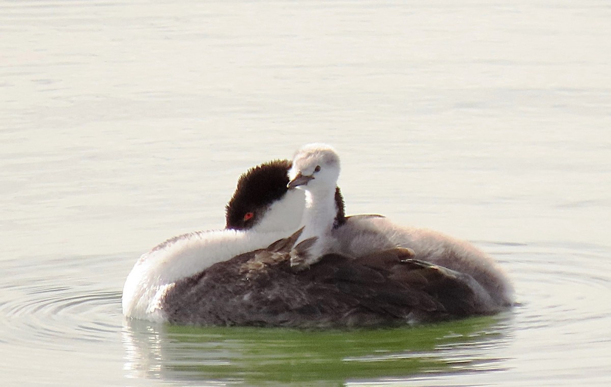 Western Grebe - ML640274505