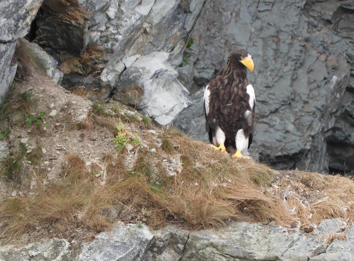 Steller's Sea-Eagle - ML640274506