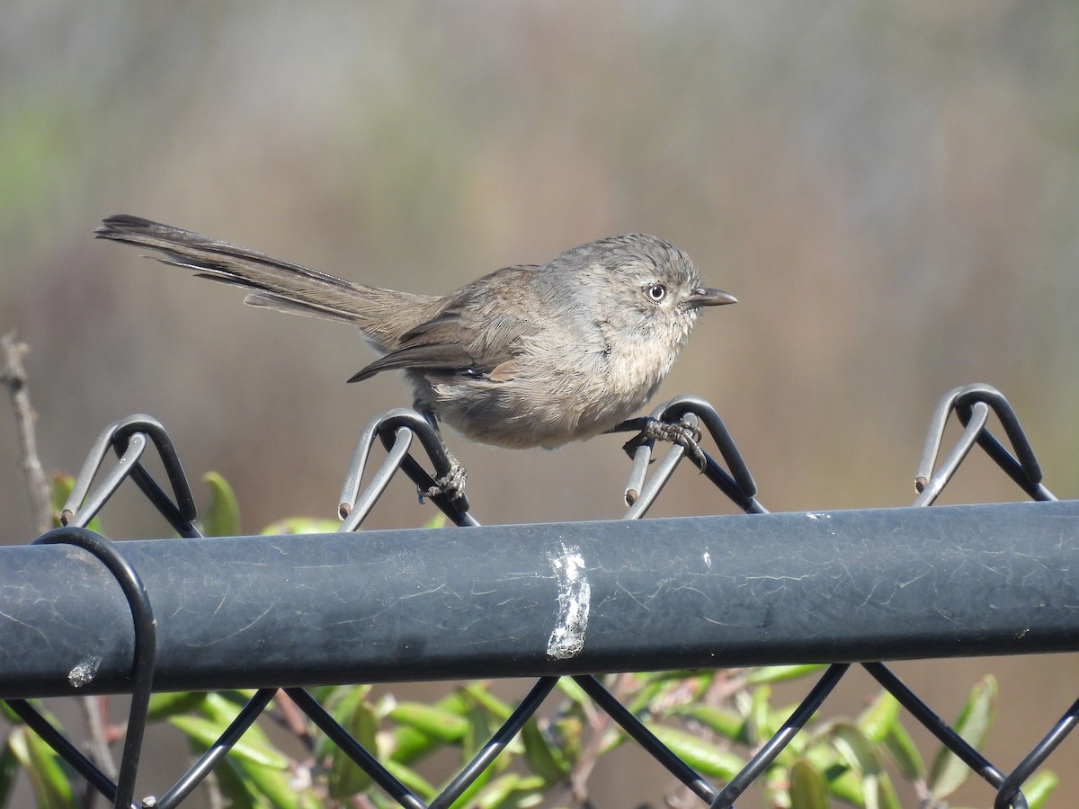 Wrentit - ML640274508
