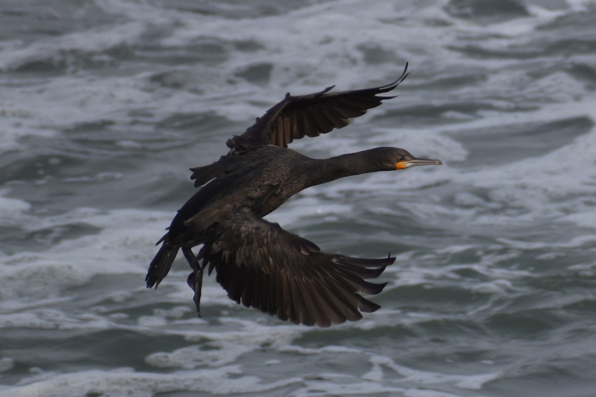 Cape Cormorant - ML640274510