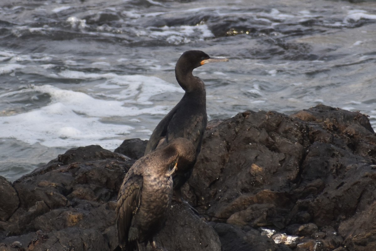 Cape Cormorant - ML640274511