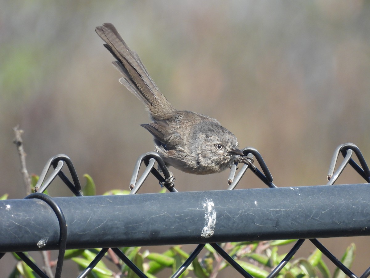 Wrentit - ML640274529