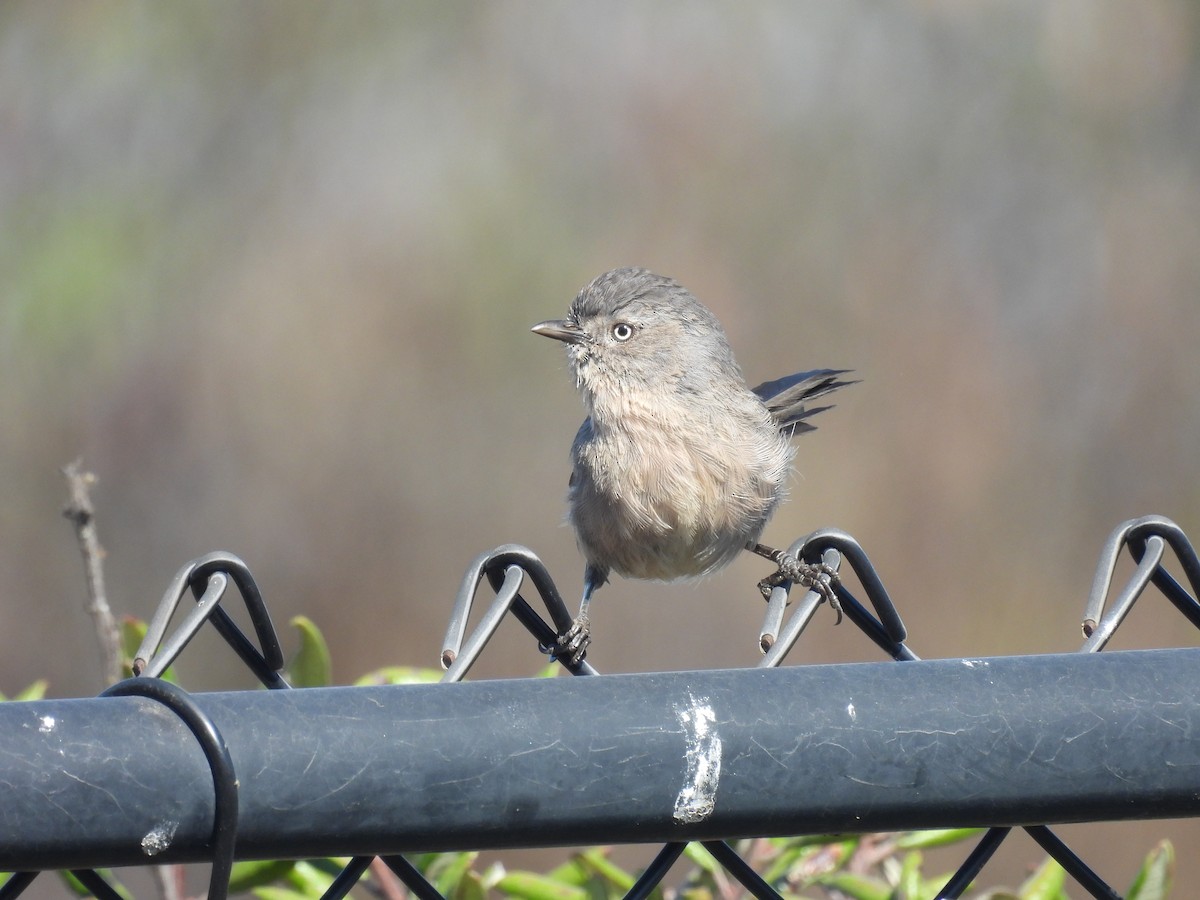 Wrentit - ML640274533