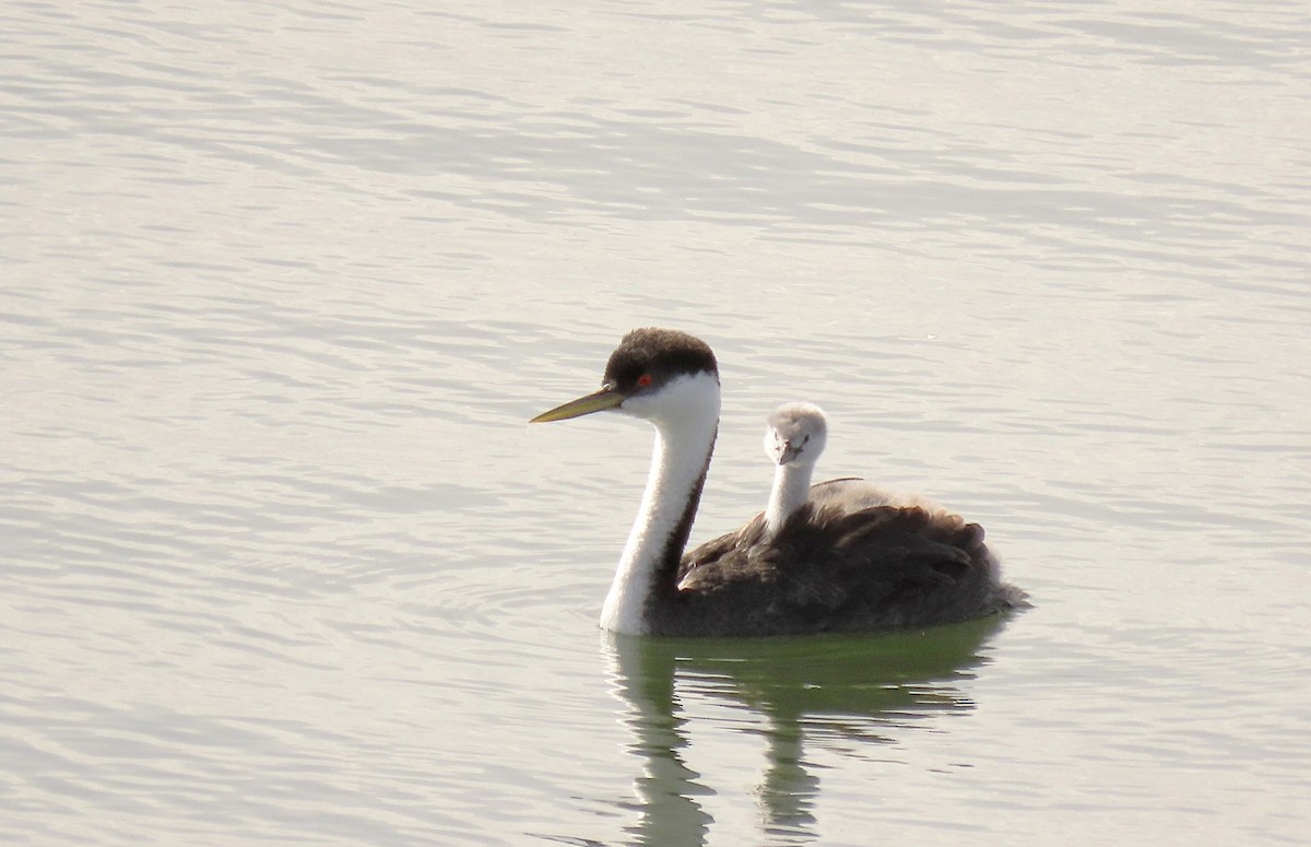 Western Grebe - ML640274544