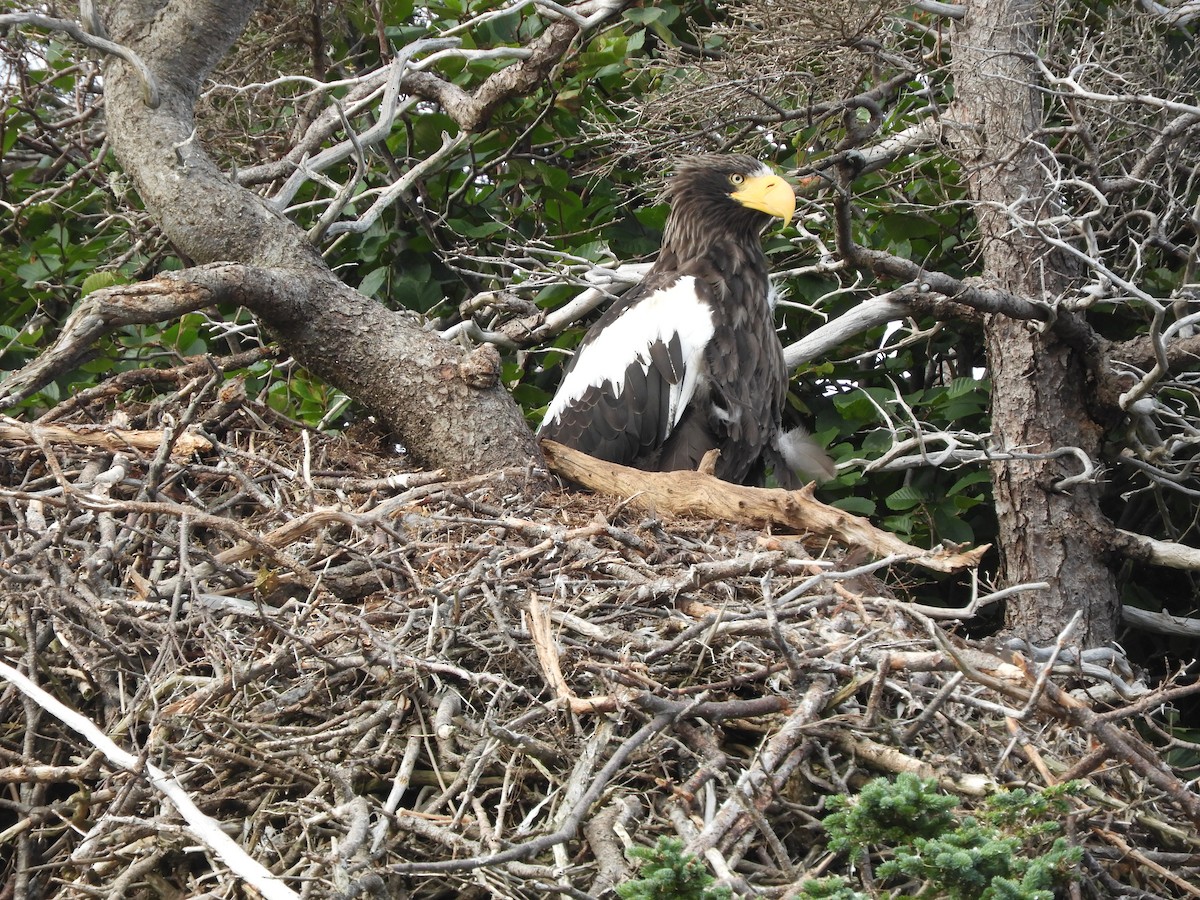Steller's Sea-Eagle - ML640274548