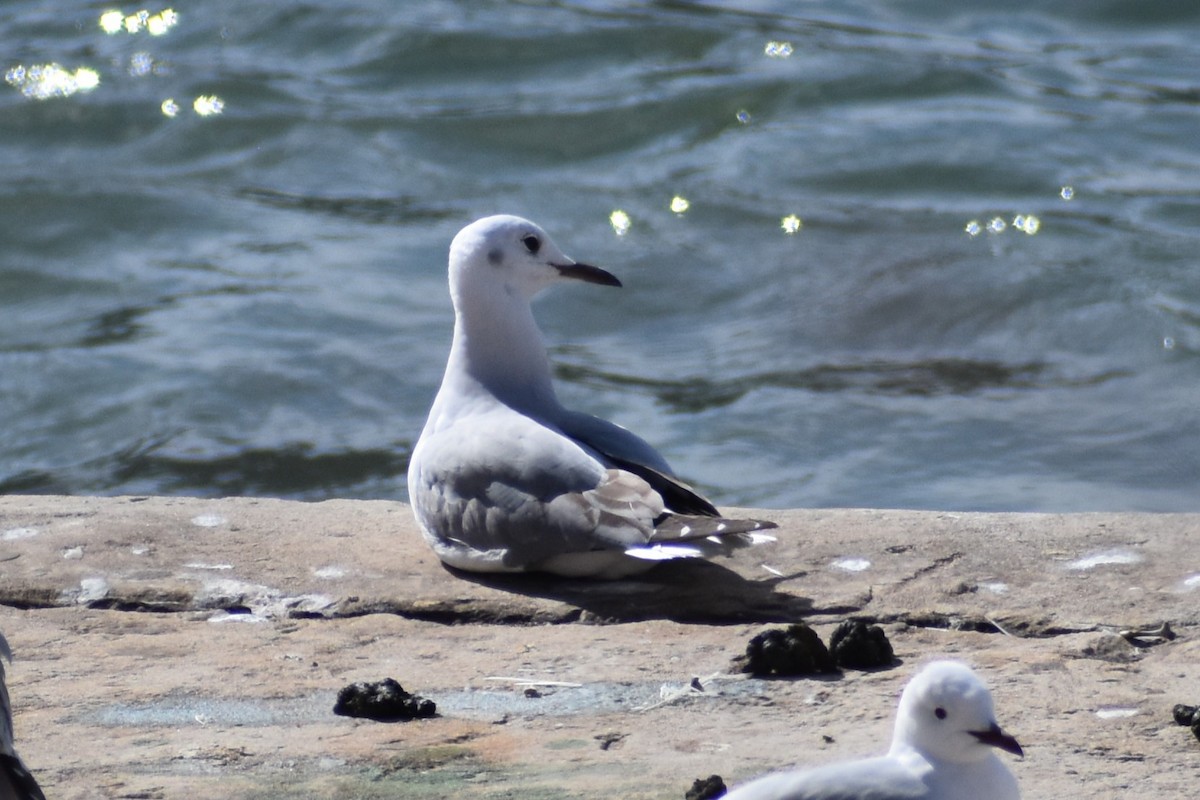 Gray-hooded Gull - ML640274551