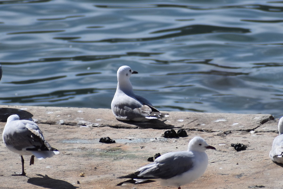Gray-hooded Gull - ML640274552