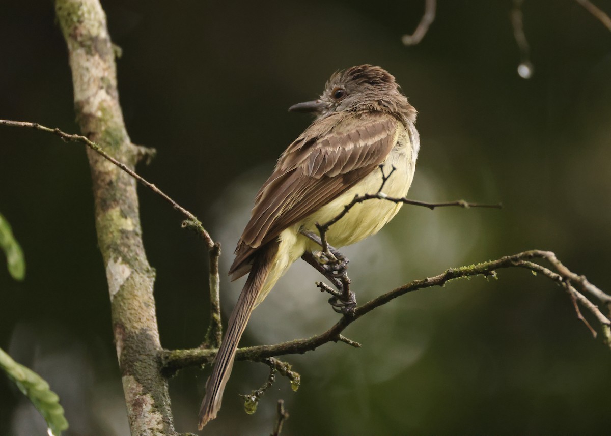 Panama Flycatcher - ML640274601