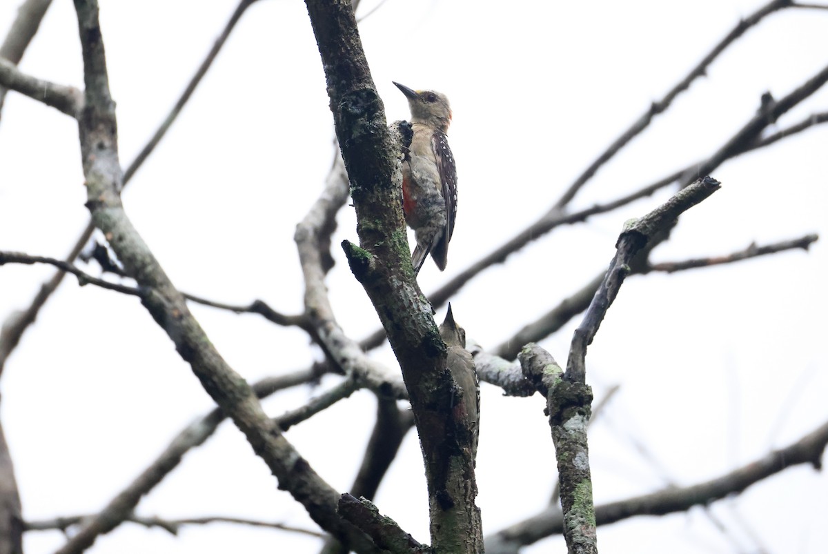 Red-crowned Woodpecker - ML640274615