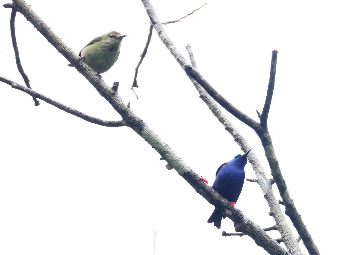 Red-legged Honeycreeper - ML640274626