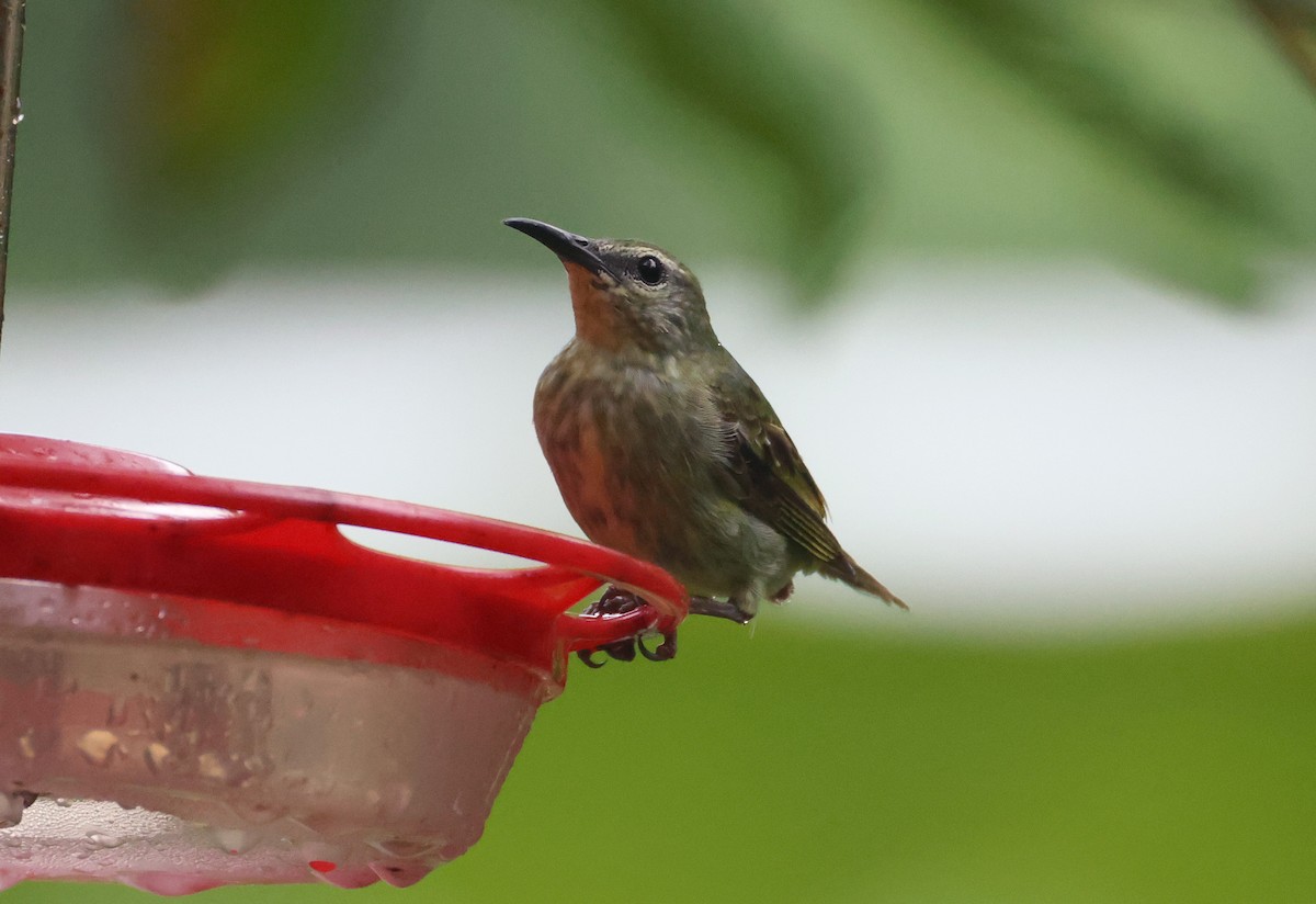 Red-legged Honeycreeper - ML640274628