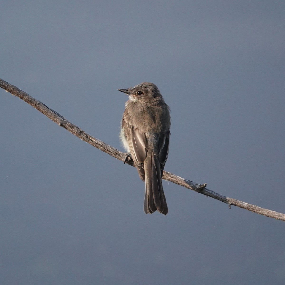 Eastern Phoebe - ML640274633