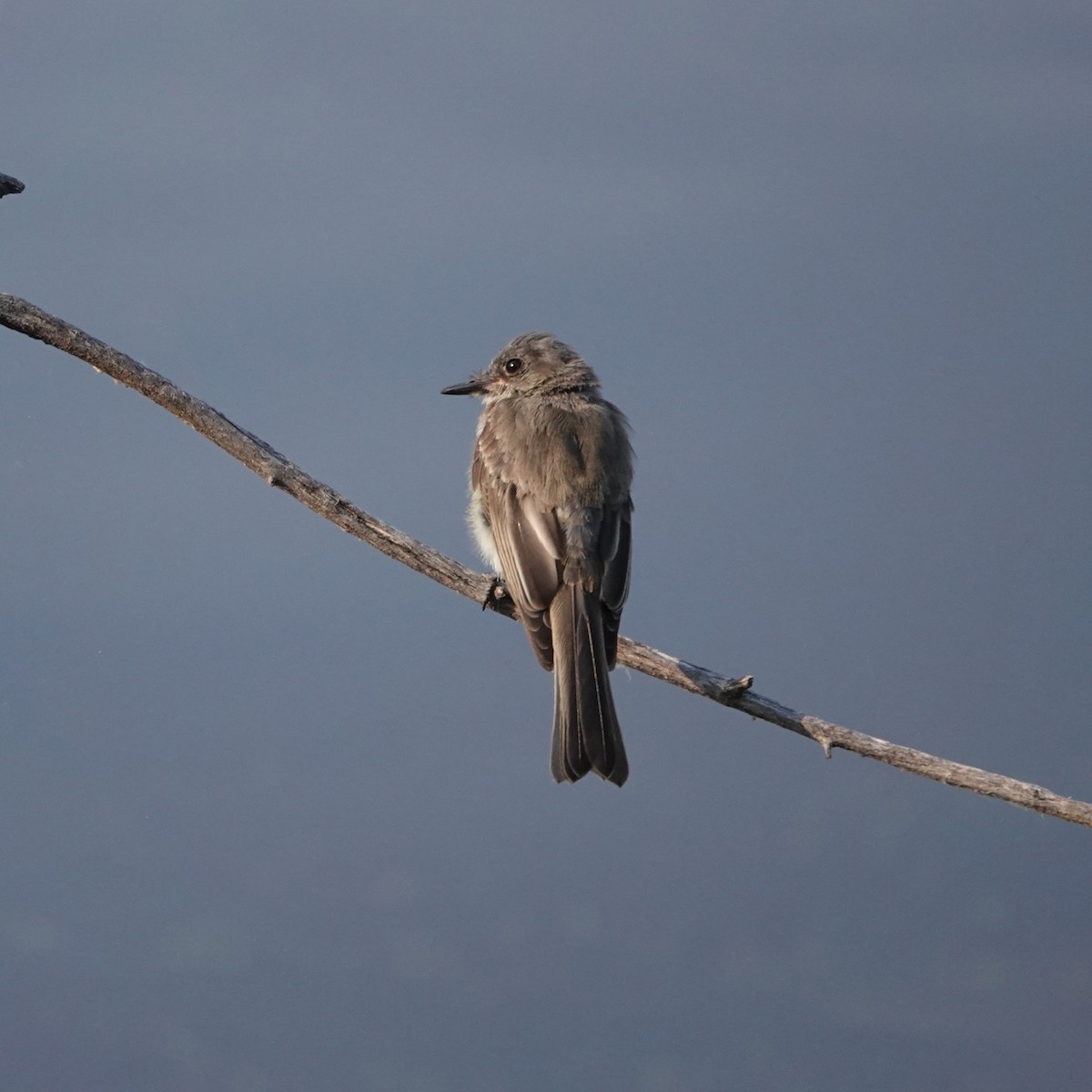 Eastern Phoebe - ML640274634