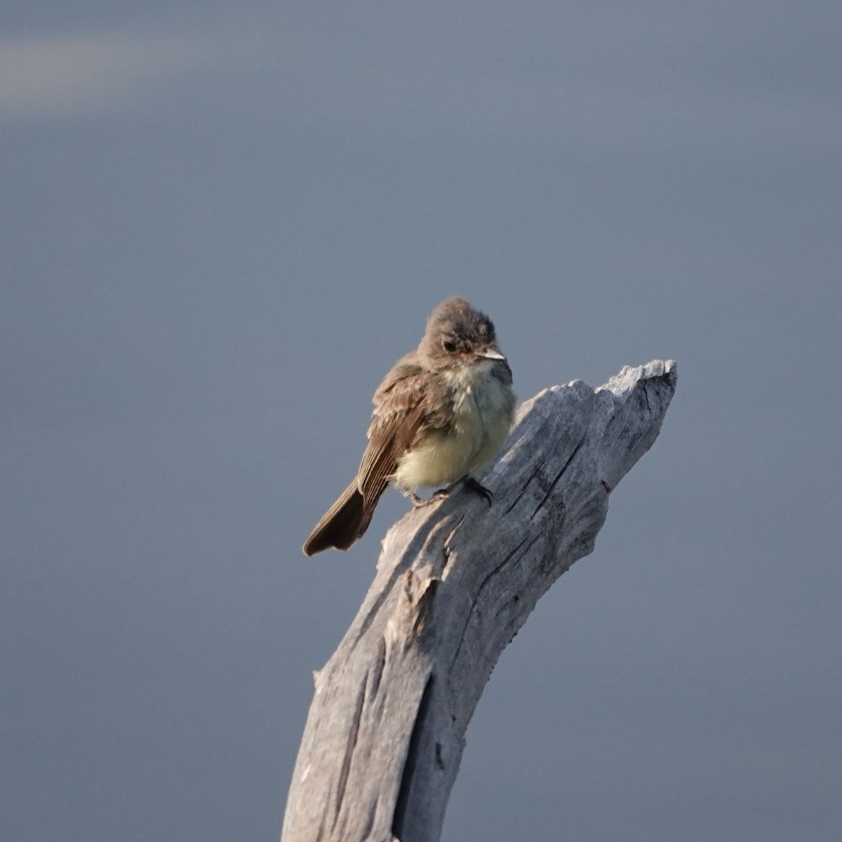 Eastern Phoebe - ML640274635