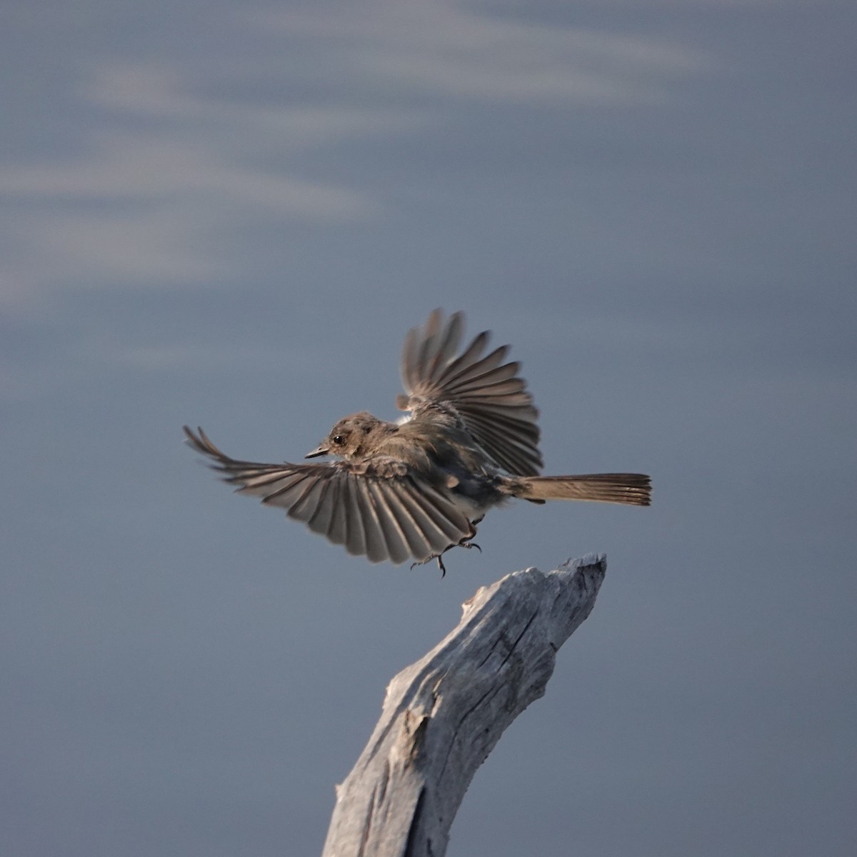 Eastern Phoebe - ML640274636