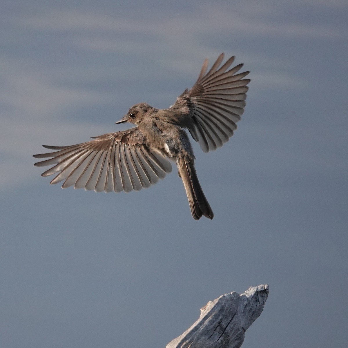 Eastern Phoebe - ML640274637
