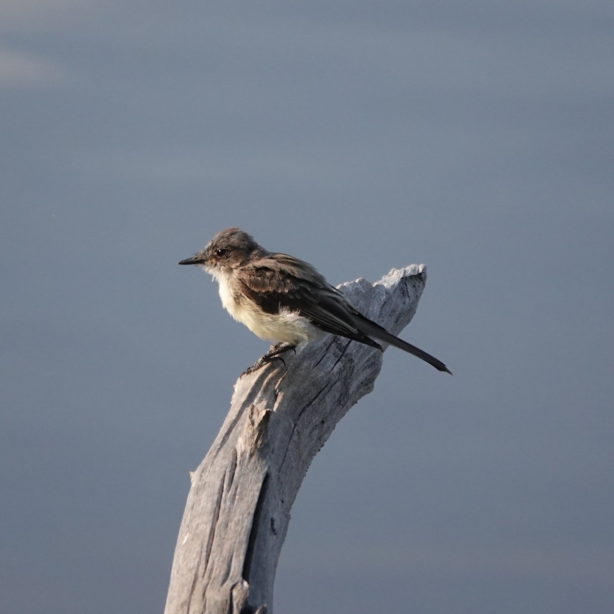 Eastern Phoebe - ML640274638