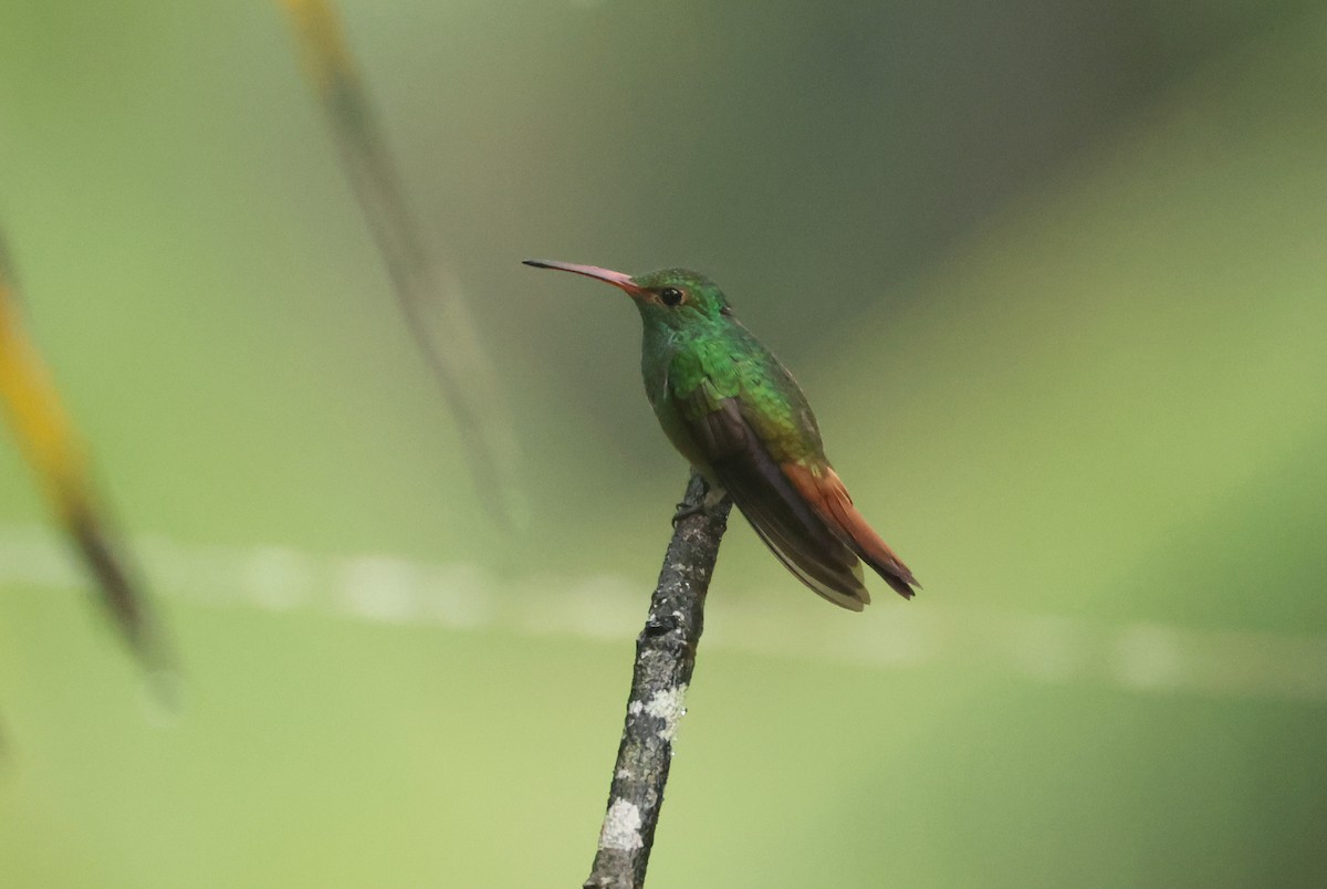 Rufous-tailed Hummingbird - ML640274712