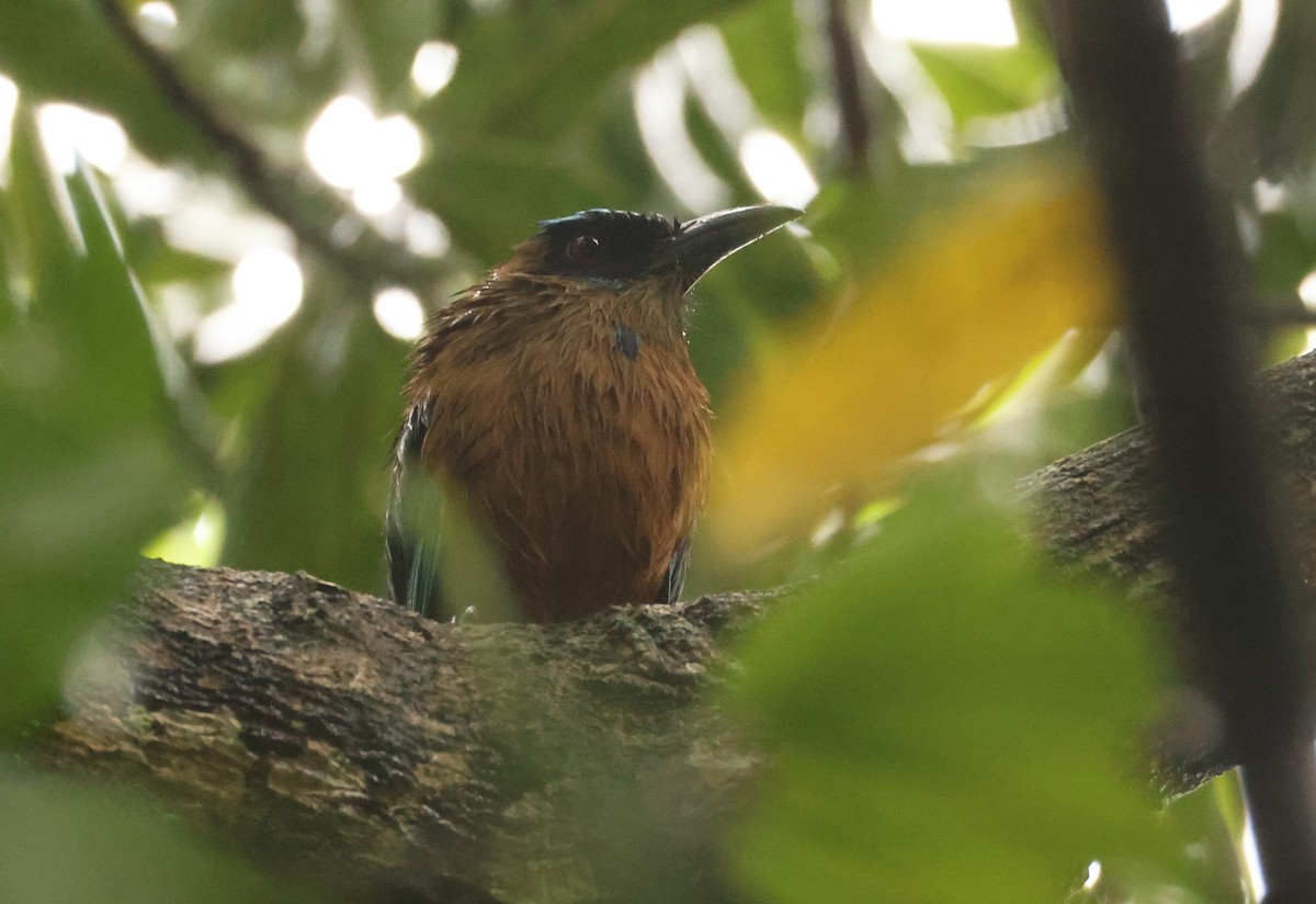 Whooping Motmot - ML640274717
