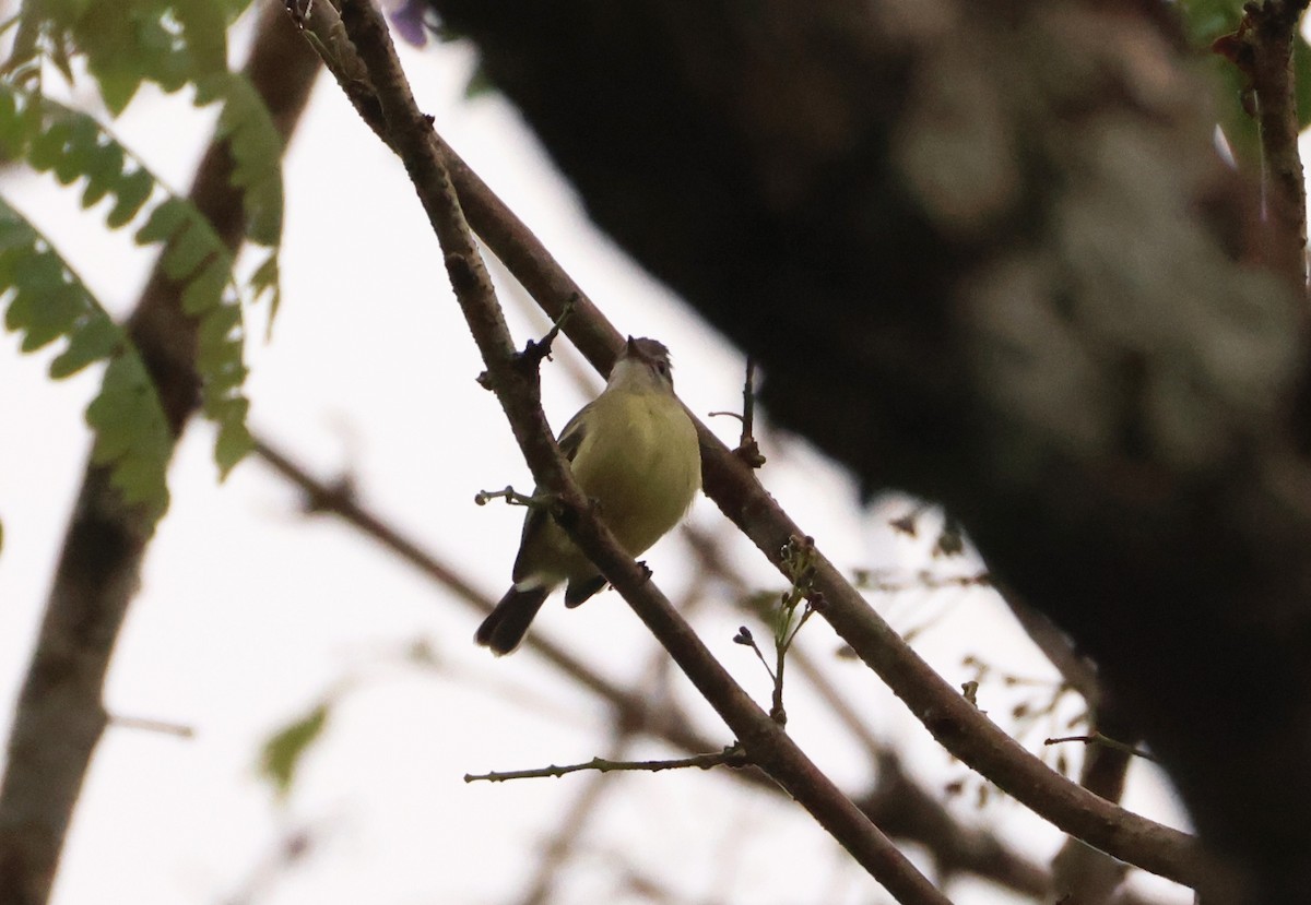 Southern Beardless-Tyrannulet - ML640274748