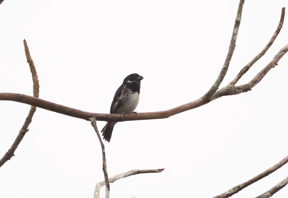 Variable Seedeater - ML640274753
