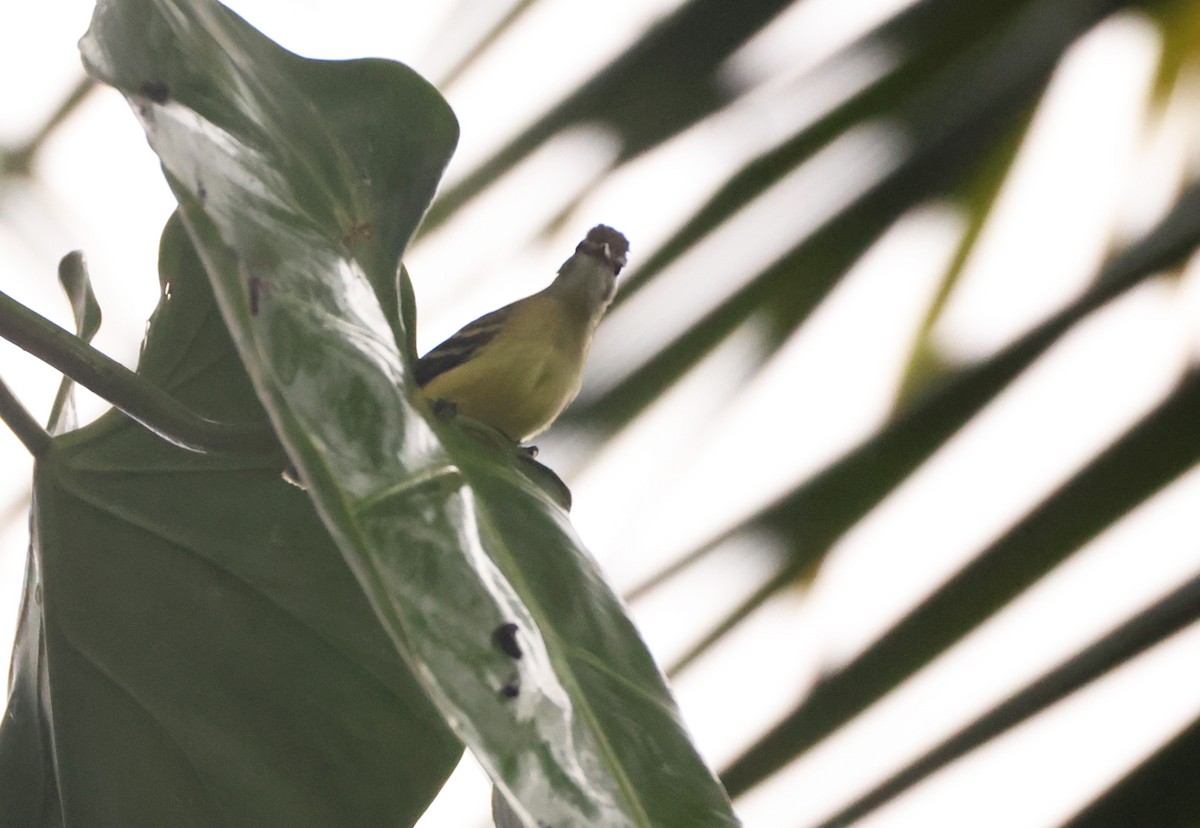 White-winged Becard - ML640274756