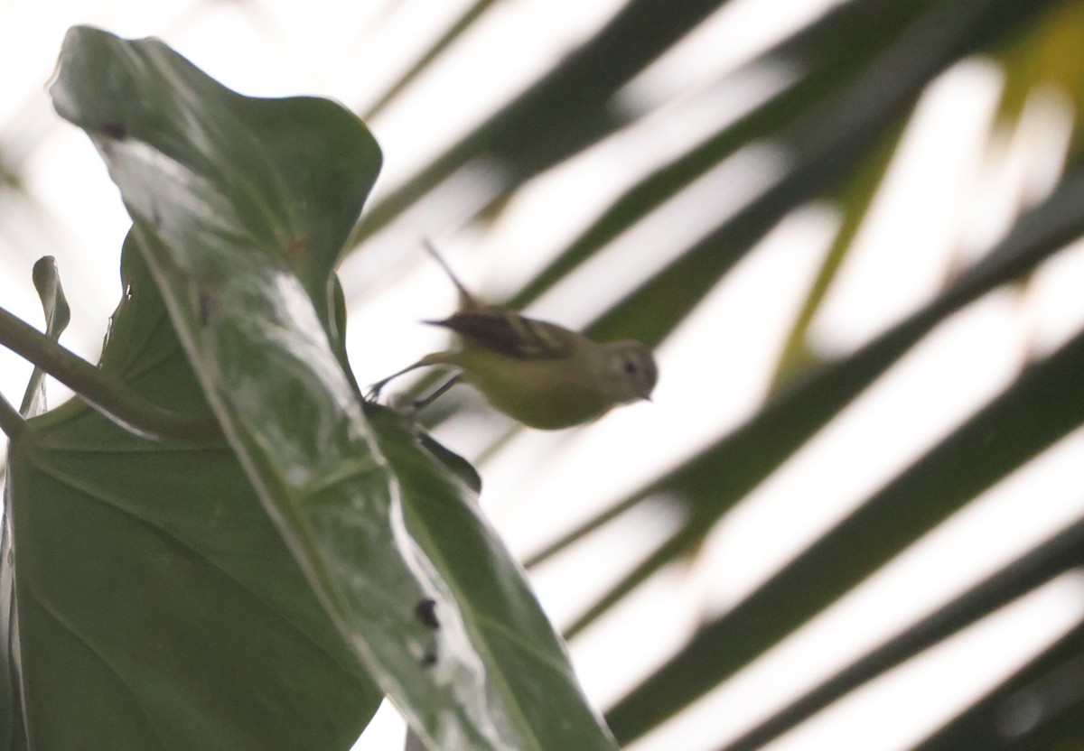 White-winged Becard - ML640274757