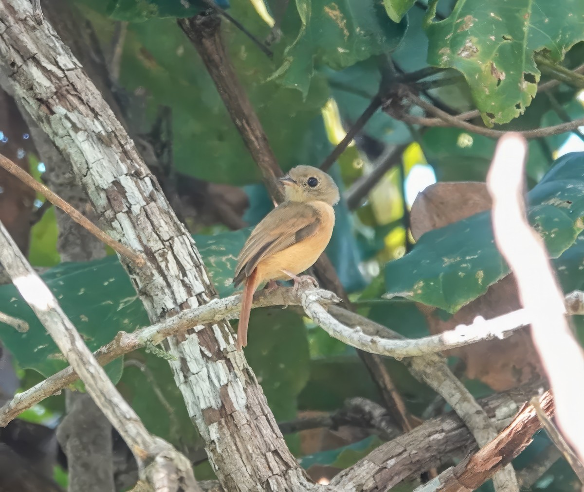 Ruddy-tailed Flycatcher - ML640274797
