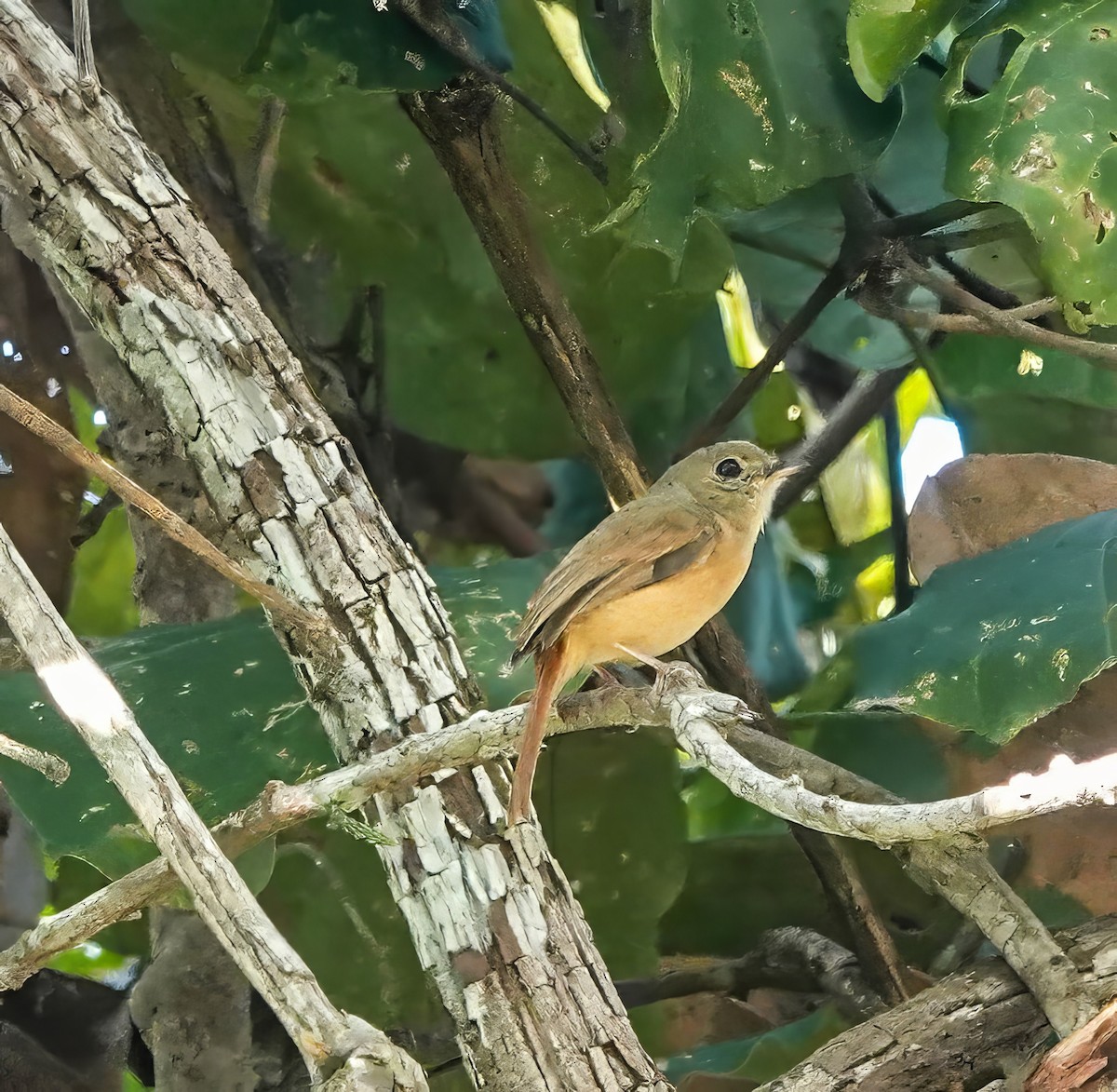 Ruddy-tailed Flycatcher - ML640274798