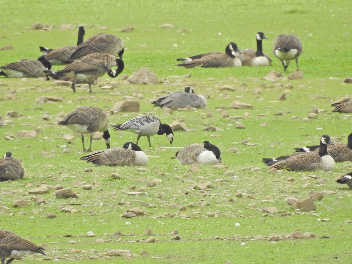 Oca facciabianca - ML640274826