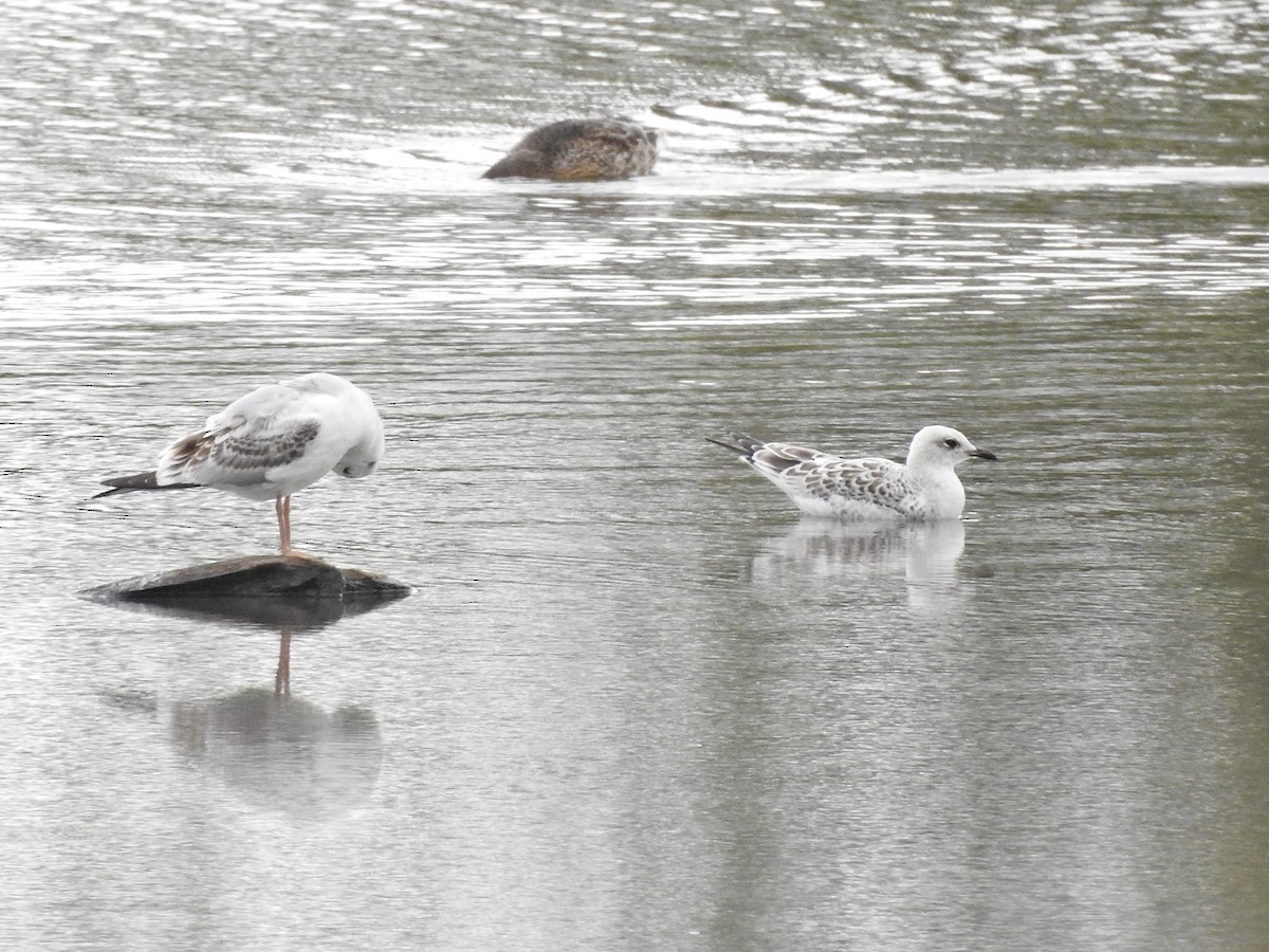 Gabbiano corallino - ML640274834