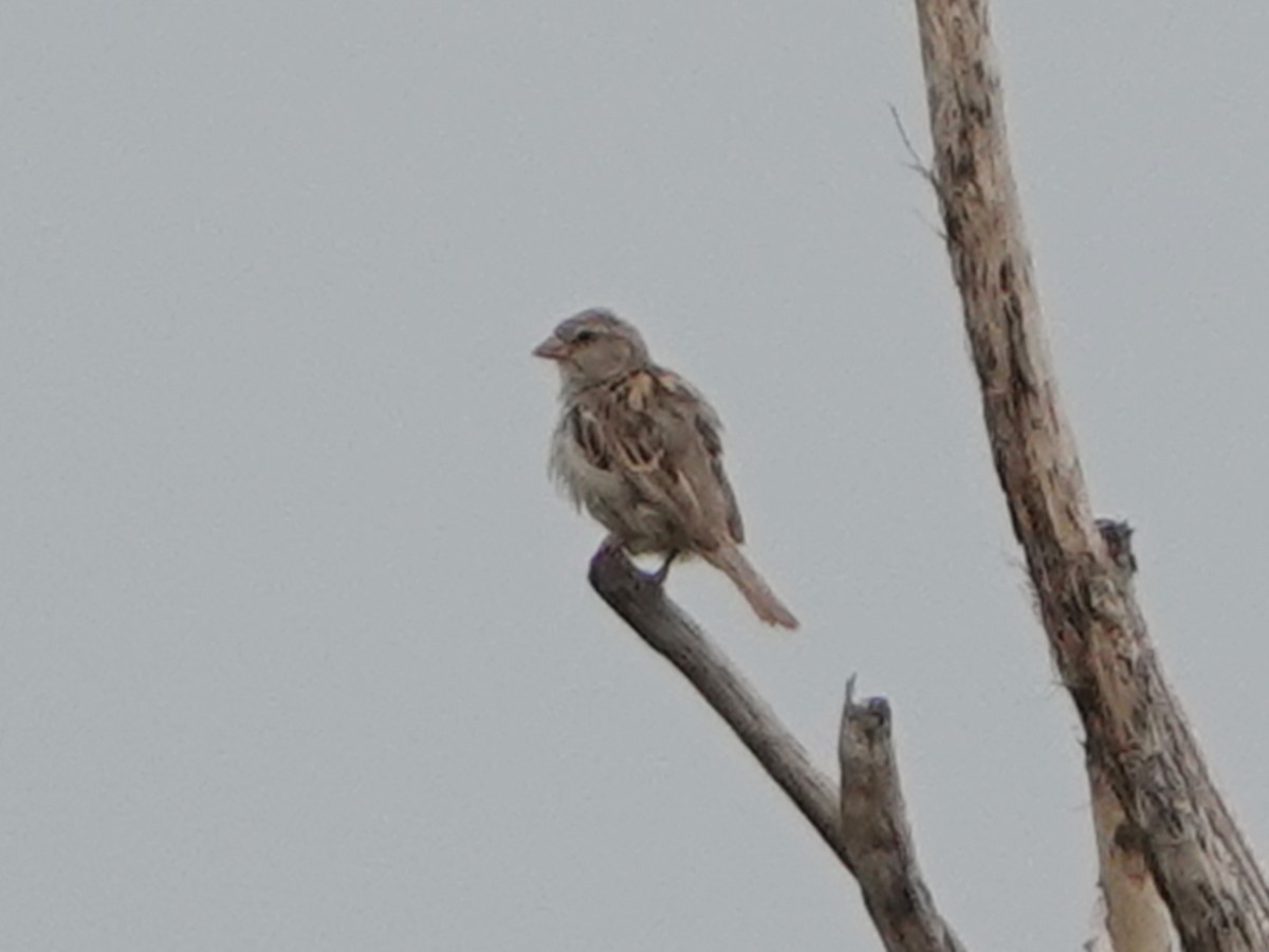 Sind Sparrow - ML640274860