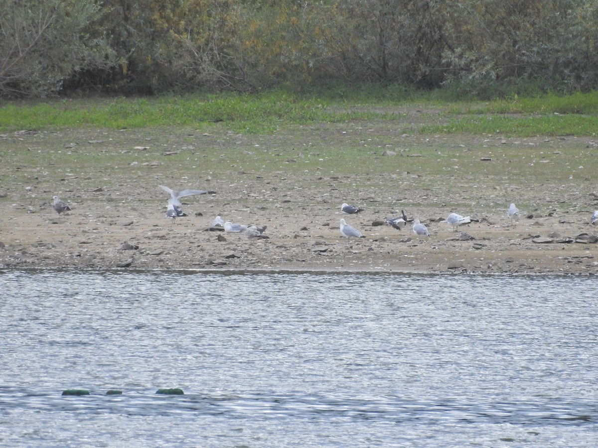 Larus sp. - ML640274862