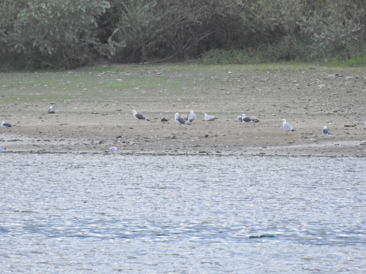 Larus sp. - ML640274863