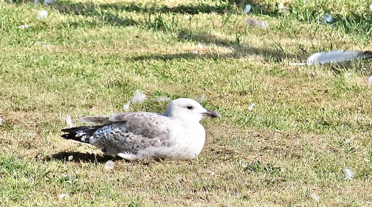 Caspian Gull - ML640274878