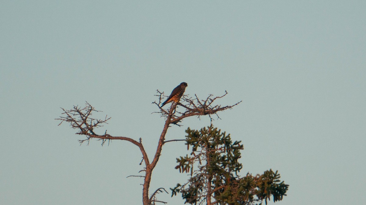Merlin - ML640274894