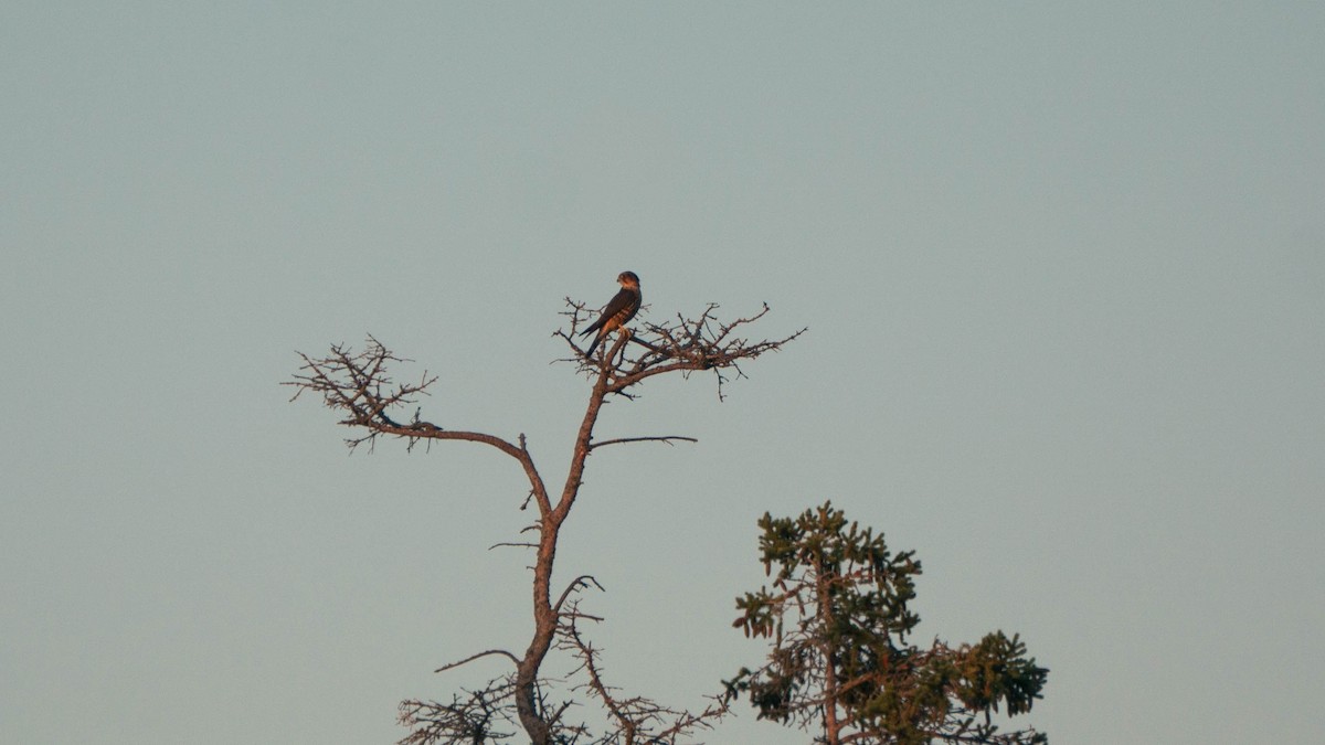 Merlin - ML640274895